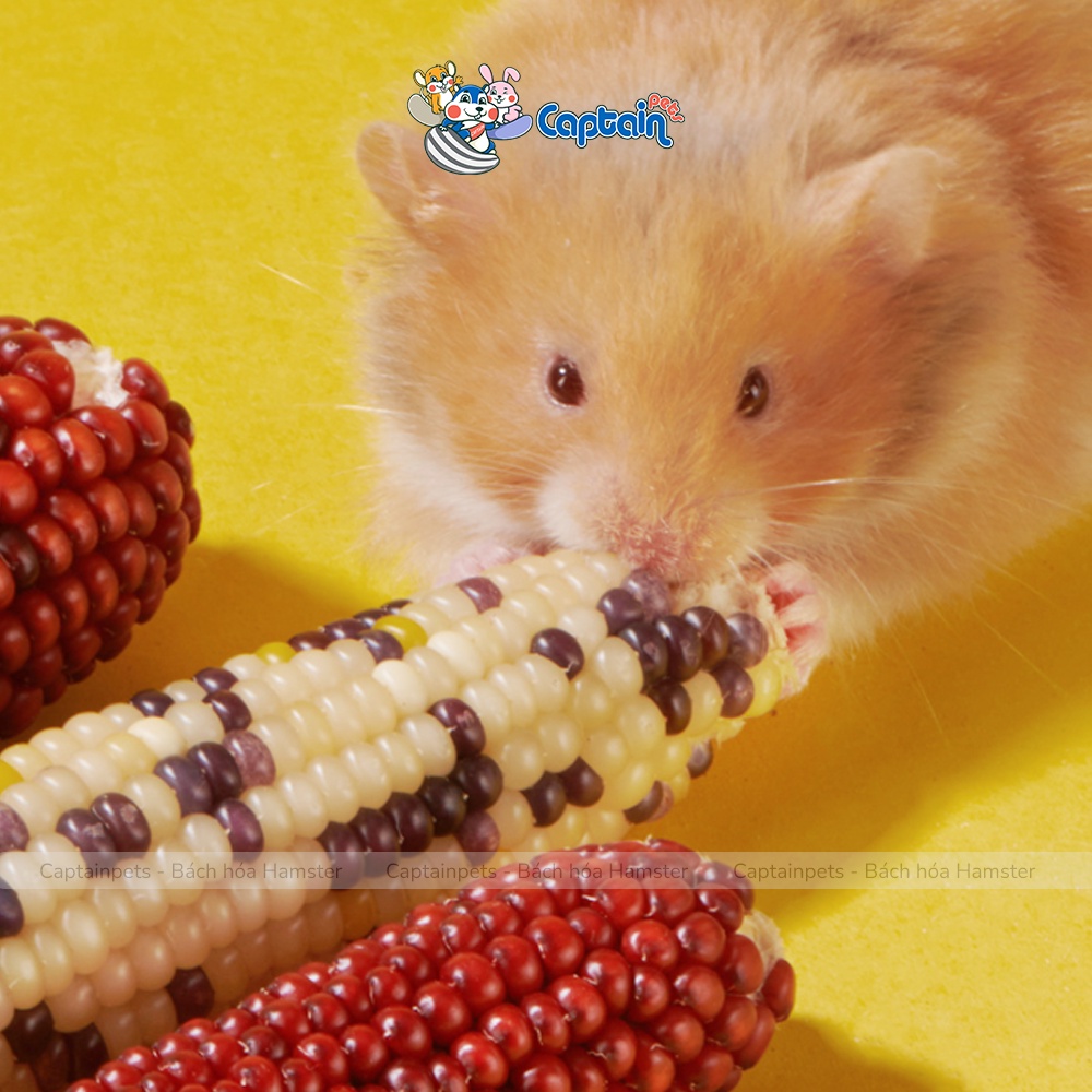 Bắp ngô mài răng Hamster Pet's 88