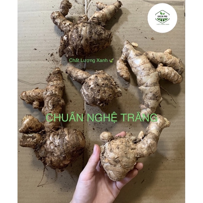 1KG NGHỆ TRẮNG RỪNG