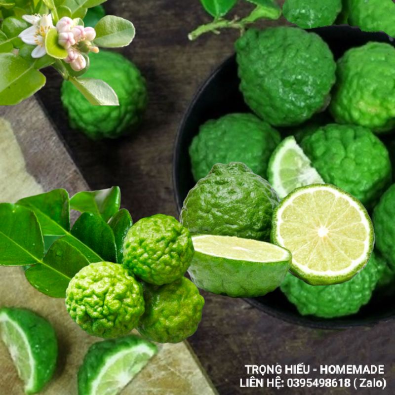 Trái Chúc  An Giang - 1kg