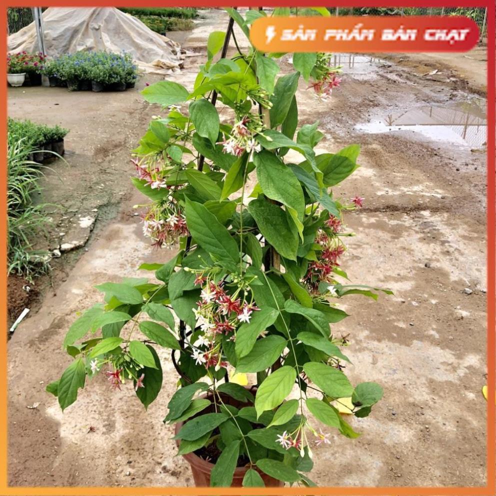 Cây hoa giun (sử quân tử), Độ dài ngọn leo 1m5 hoa nở cực thơm cây dễ trồng và chăm sóc