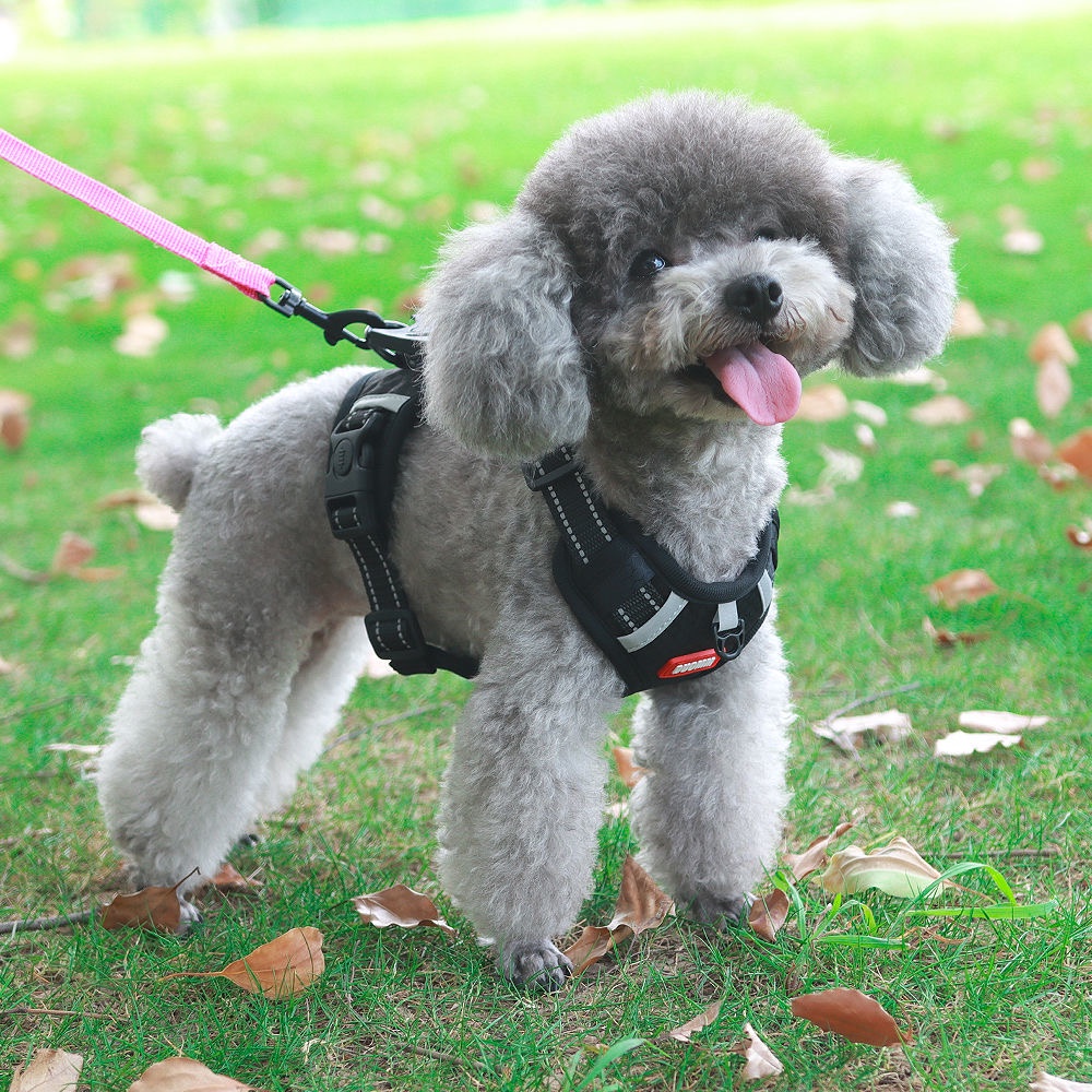 Elsabell. Dây Xích Thú Cưng Phản Quang Có Thể Điều Chỉnh Thoáng Khí An Toàn Cho Chó Đi Bộ Áo Vest Du Lịch Ngoài Trời