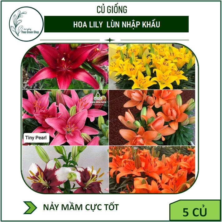 Combo 5 Củ Giống Hoa Ly Lùn Nhập Khẩu Chuẩn Mặt Hoa
