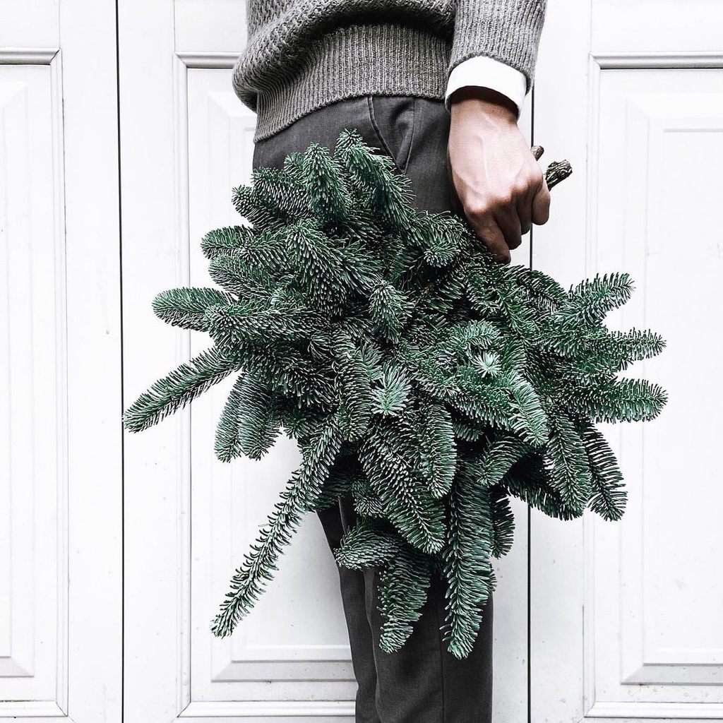 SHIP TỈNH - Cành thông tươi Nobilis nhập khẩu Đan Mạch - Thông trang trí giáng sinh, làm vòng nguyệt quế, làm cây thông