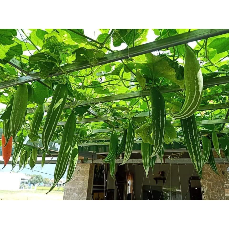 Hạt giống lặc lày (mướp mèo) F1 gói 10 hạt