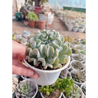 Sen đá cúc trắng  size trung 5-7 cm