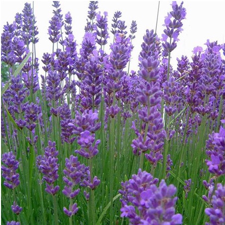 HẠT GIỐNG OẢI HƯƠNG -LAVENDER CHỊU NHIỆT