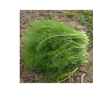 5Gr Hạt Giống Thì Là