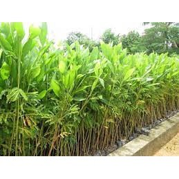 cây giống Keo Lá Tràm (tràm bông vàng)