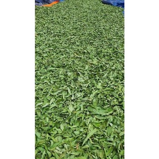 Nhang khuynh diệp
