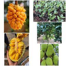 CÂY GIỐNG MÍT TỐ NỮ ( sản phảm có bảo hành bao đổi trả)