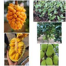 Cây giống mít tố nữ