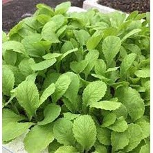 Hạt giống cải mơ 20 gram