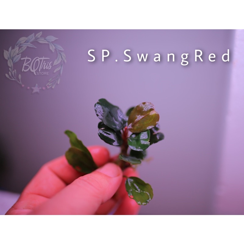 Bucep SP. SwangRed | hàng ngọn | lá cạn hình tròn | cây đẹp