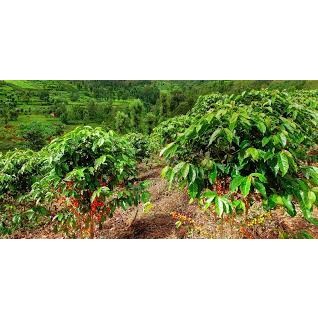 Cây Cà Phê ARABICA Giống Chuẩn ( sản phảm có bảo hành bao đổi trả)