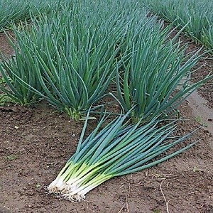 2Gr Hạt Giống Hành Hương