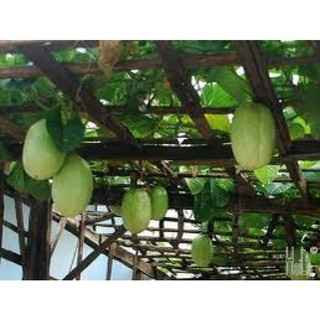 (HOẢ TỐC - SG) - CHẬU CÂY DƯA TÂY (cao 30 - 50cm) - 1 chậu