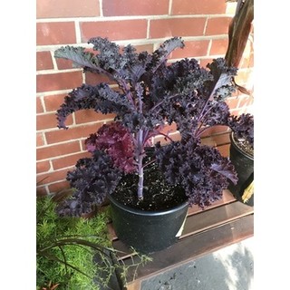 300h hạt giống cải xoăn kale đỏ red russian