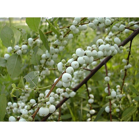 cây phèn đen giống (cây bỏng nổ , cây nổ gai) - cây thảo dược cực quý, làm cảnh cực đẹp