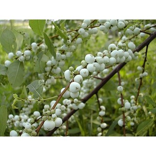 Cây phèn đen giống - cây thảo dược cực quý, làm cảnh cực đẹp