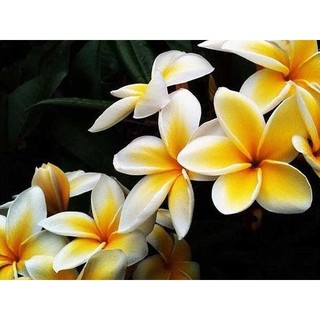 cây giống HOA SỨ ĐẠI TRẮNG ( hoa Chăm Pa)