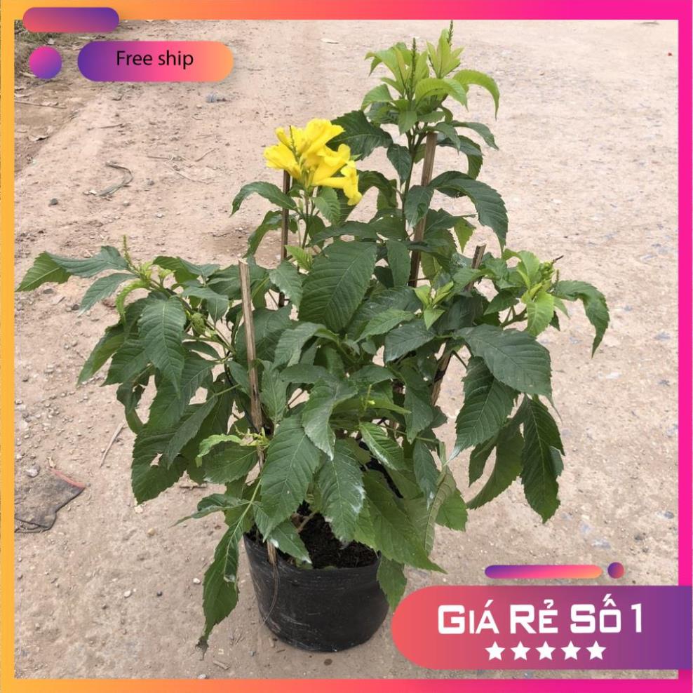 Cây hoàng yến , Cao 40cm hoa vàng nở rộ, sức sống khỏe