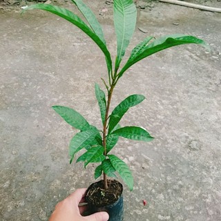 Cây Ô Mai (Trứng Gà)