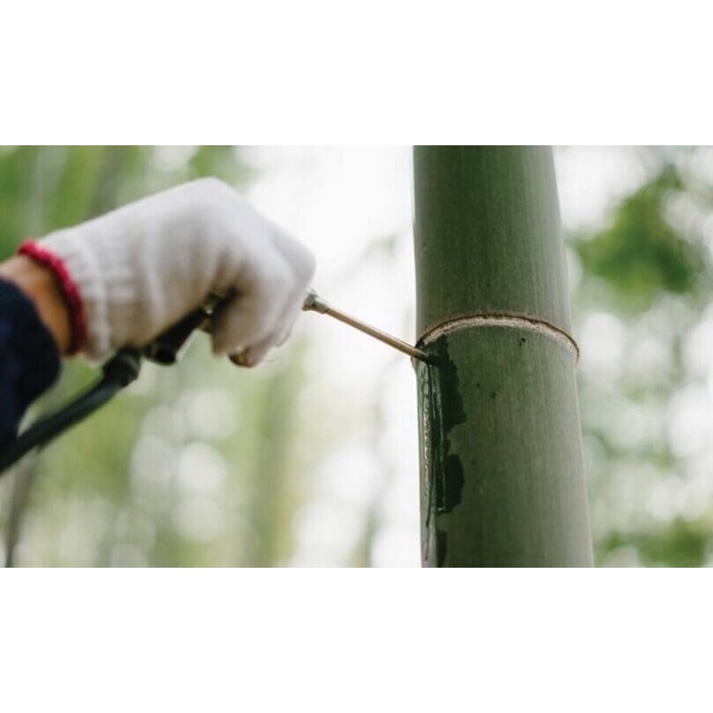 Rươ* Mao Đài Ống Tre Phúc Kiến
