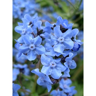 150h hạt giống hoa lưu ly forget me not