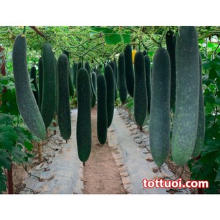 0.2Gr Hạt Giống Bí Sặt Bí Xanh