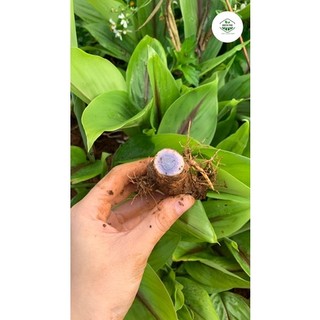 CÂY GIỐNG NGHỆ ĐEN (giống chuẩn)