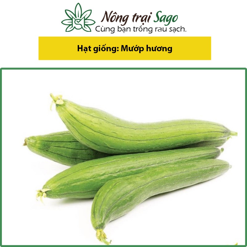 Hạt giống Mướp Hương Cao Sản, Trái Sai, Dài, Trồng Quanh Năm (gói 1 gram) - Nông Trại Sago