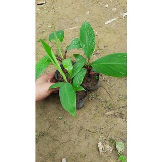 2 cây chuối đỏ dacca