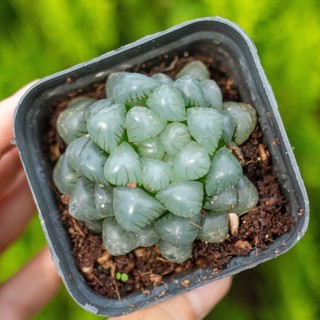 Sen đá kim cương cooperi 3-4cm