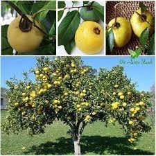 cây Giống Thị thơm lùn ( sản phảm ngocthanh123 có bảo hành)