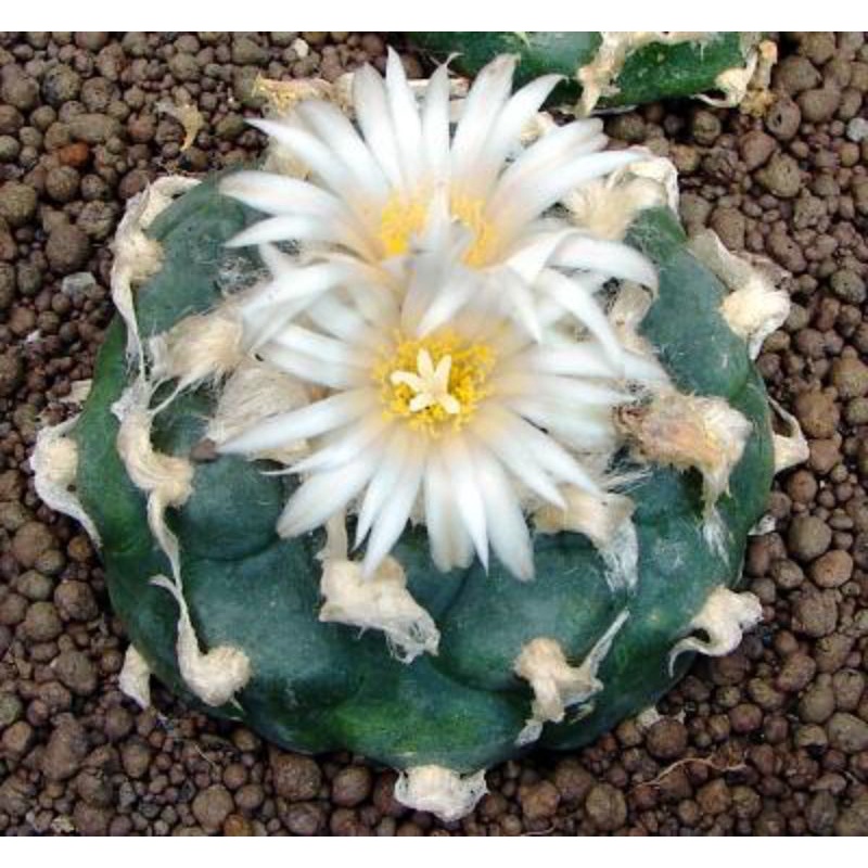 Xương rồng Lopho Diffusa