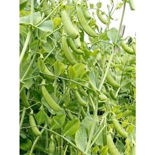 50g Hạt giống Đậu Hà Lan ( đã tét độ nảy mầm  vừa ăn ngọn vừa lấy Hạt )