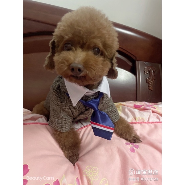 VEST dành cho thú cưng