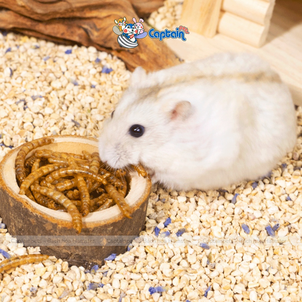 Sâu rang vỗ béo cho Hamster