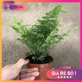 Cây tóc thần vệ nữ để bàn, chiều cao cây 15-20cm lá xếp vòng tròn cực bắt mắt