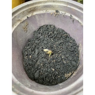 CÂY MẬN ĐIỀU (cao 15 - 20cm) - 1 cây