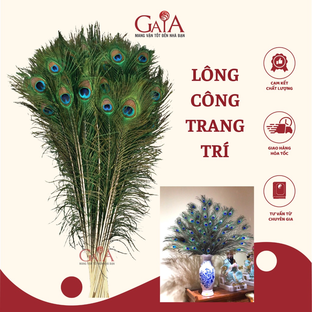 Lông công phong thủy tự nhiên cao cấp loại 1 mắt to dài 90-100cm chiêu tài kích lộc