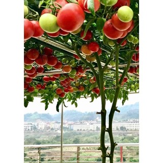 Cà chua  bạch tuộc  F1