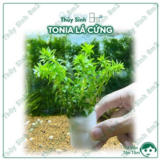 Tonia lá cứng cây thủy sinh trung cảnh, cắt cắm | 8m2