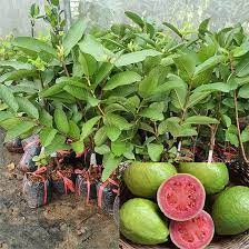 Cây giống ổi lê ruột đỏ