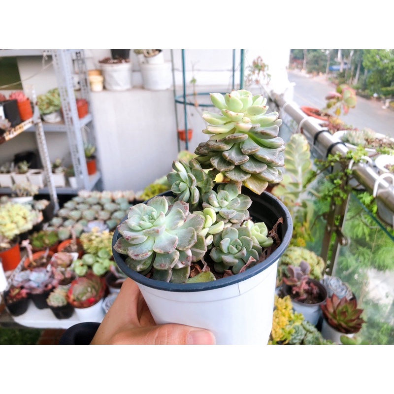 Sen đá diệp hà var