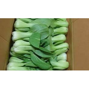 20g Hạt giống cải thìa xanh  - tỷ lệ nảy mầm 95%