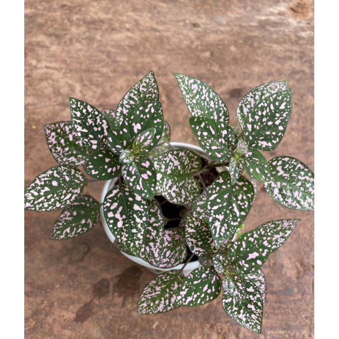 Chậu cứng Gấm đốm hồng