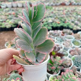 Sen đá thiên thần size trung 5-7cm