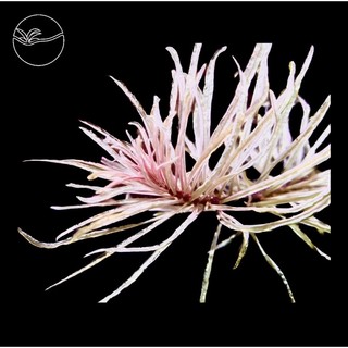 Ludwigia Inclinata Var.Verticillata 'White' - Cây Bạch Thái Dương - Cây Thủy Sinh Cắt Cắm