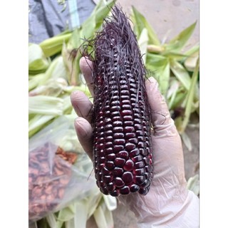 5 bắp ngô tím ngâm rươu hut chân không